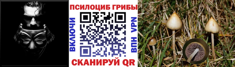 kraken сайт  Змеиногорск  Галлюциногенные грибы MAGIC MUSHROOMS 